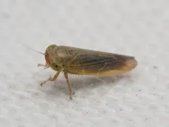 Grypotes puncticollis thumbnail 2