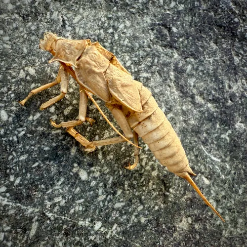 California Giant Stonefly
