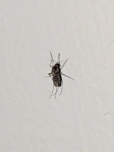 Black Saltmarsh Mosquito