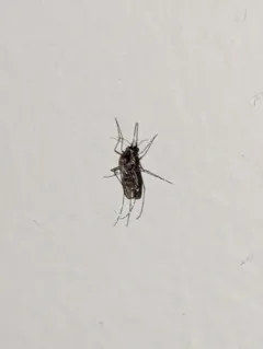 Black Saltmarsh Mosquito thumbnail 1