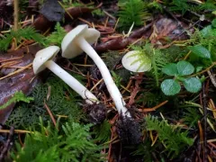Tricholoma inamoenum thumbnail 3