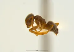 Lasius ponderosae thumbnail 3