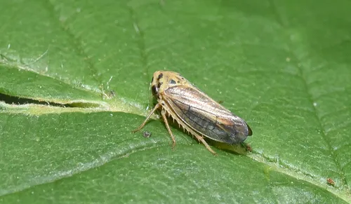 Raspberry Leafhopper