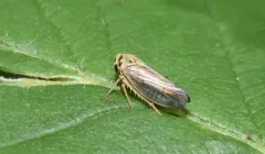 Raspberry Leafhopper thumbnail 1