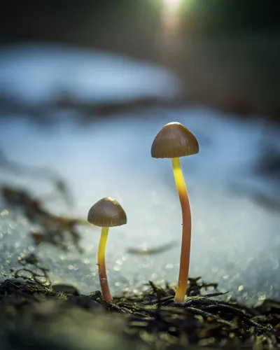 Snowmelt Mycena