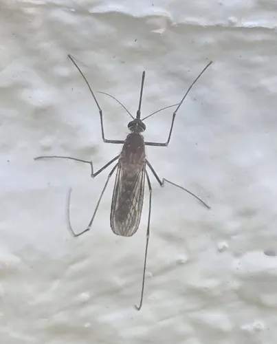 White-dotted Mosquito