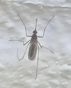 White-dotted Mosquito thumbnail 1