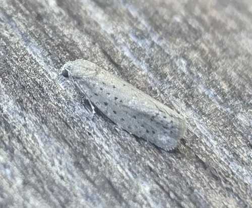 Mimosa Webworm Moth