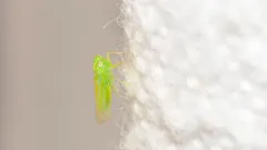 Hebata alboneura thumbnail 1