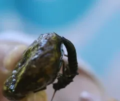 California Giant Stonefly thumbnail 2