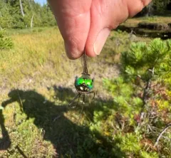 Ringed Emerald thumbnail 1
