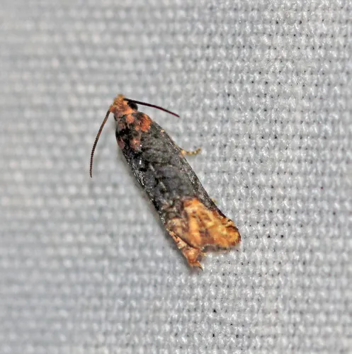 Buff-tipped Eucosma Moth
