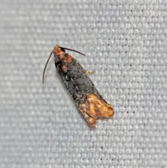 Buff-tipped Eucosma Moth thumbnail 1