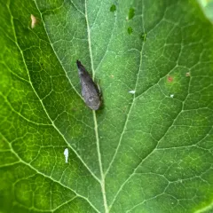 Privet Leafhopper thumbnail 2