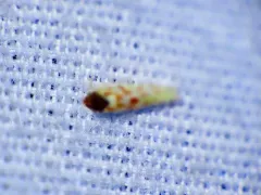 Eratoneura ardens thumbnail 3