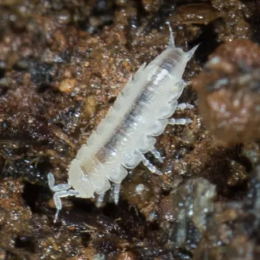 Brackenridgia heroldi