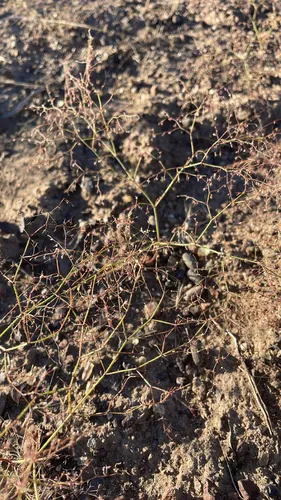 Prickly Threadbush