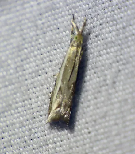 Diminutive Grass-veneer