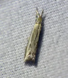 Diminutive Grass-veneer thumbnail 1