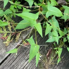halberd-leaved tearthumb thumbnail 3
