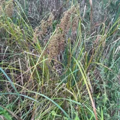 stalked bulrush thumbnail 1