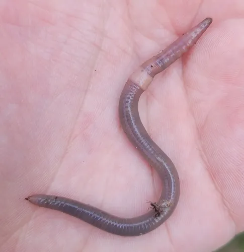 Compact Jumping Worm