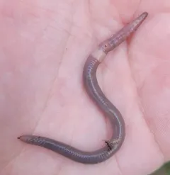 Compact Jumping Worm thumbnail 1