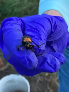 American Burying Beetle thumbnail 1
