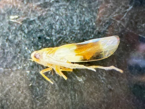 Typhlocyba transviridis