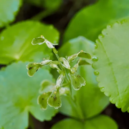 Broad-lipped Twayblade