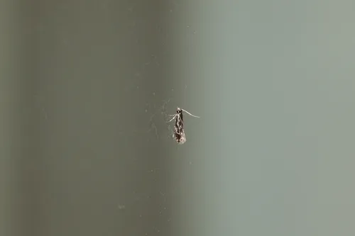 Pale Corn Clothes Moth