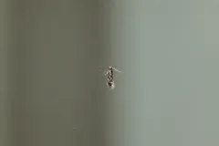 Pale Corn Clothes Moth thumbnail 1