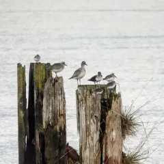 Black-bellied Plover thumbnail 2