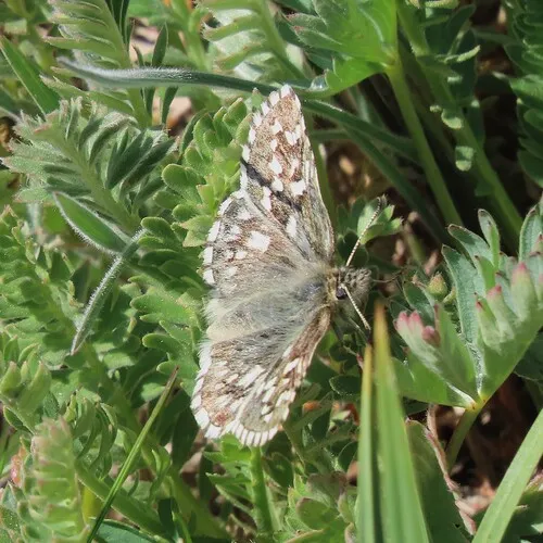 Northern Grizzled Skipper
