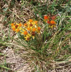 Twice-hairy Groundsel thumbnail 2