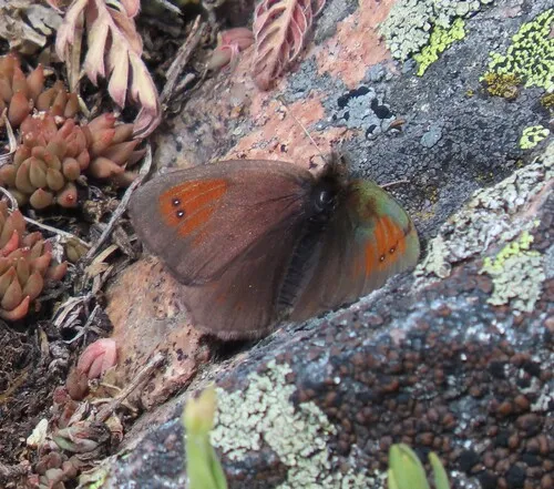Colorado Alpine