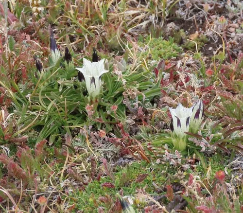 Arctic Gentian