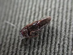 Epiphanis cornutus thumbnail 4