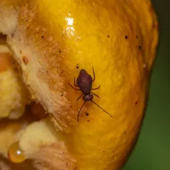 Ptenothrix unicolor thumbnail 4