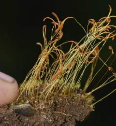 Trematodon longicollis thumbnail 2