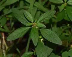 Slender Three-seeded Mercury thumbnail 3