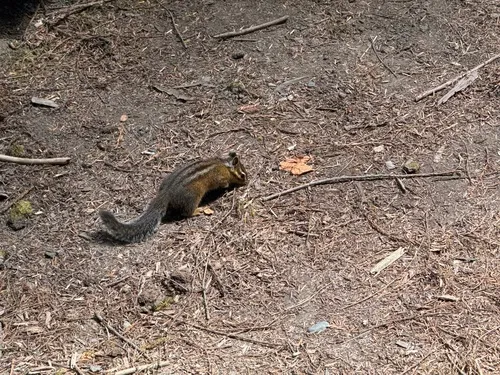 Shadow Chipmunk