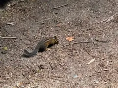Shadow Chipmunk thumbnail 1