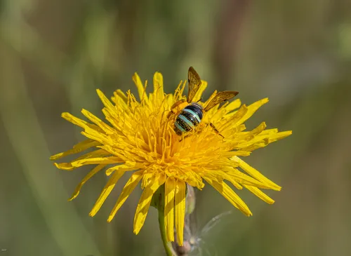 Alkali Nomia