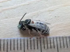 Red-legged Longhorn-Cuckoo thumbnail 1
