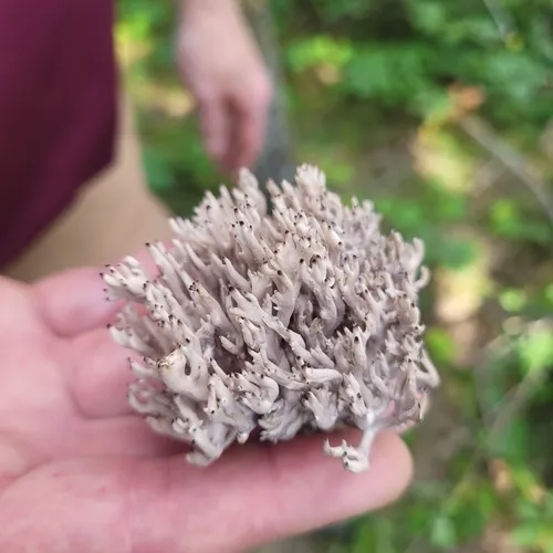grey coral fungus