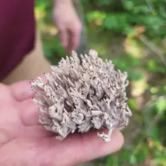 grey coral fungus thumbnail 1