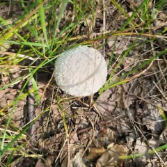 Curtis's Puffball thumbnail 2