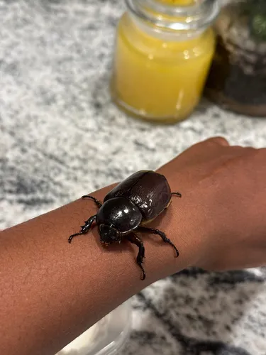 Eastern Hercules Beetle