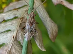 Stictopleurus punctiventris thumbnail 2